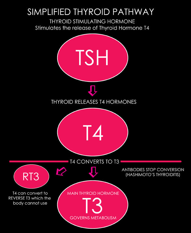 Image of Simplified Thyroid Pathway.  See link on page for full text description of graphic.